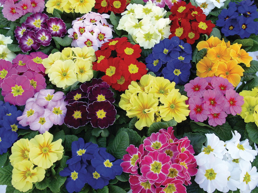Perle d`Alsace Mix